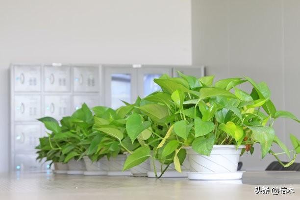 办公室大盆水培植物推荐,办公室水培富贵竹一般养几根最好