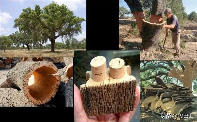 为什么葡萄酒要用软木塞封瓶,葡萄酒为什么要用软木塞