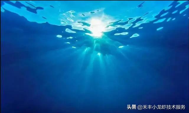 小龙虾五月瘟怎么引起的,小龙虾五月瘟怎么防治