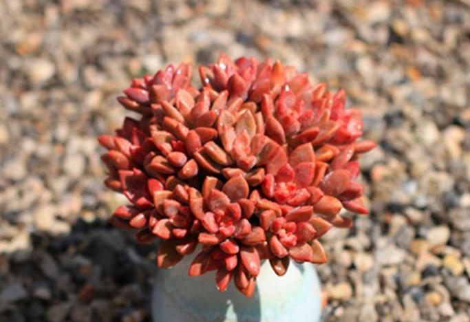 包菜多肉品种哪种最容易上色,什么多肉阳台养容易上色