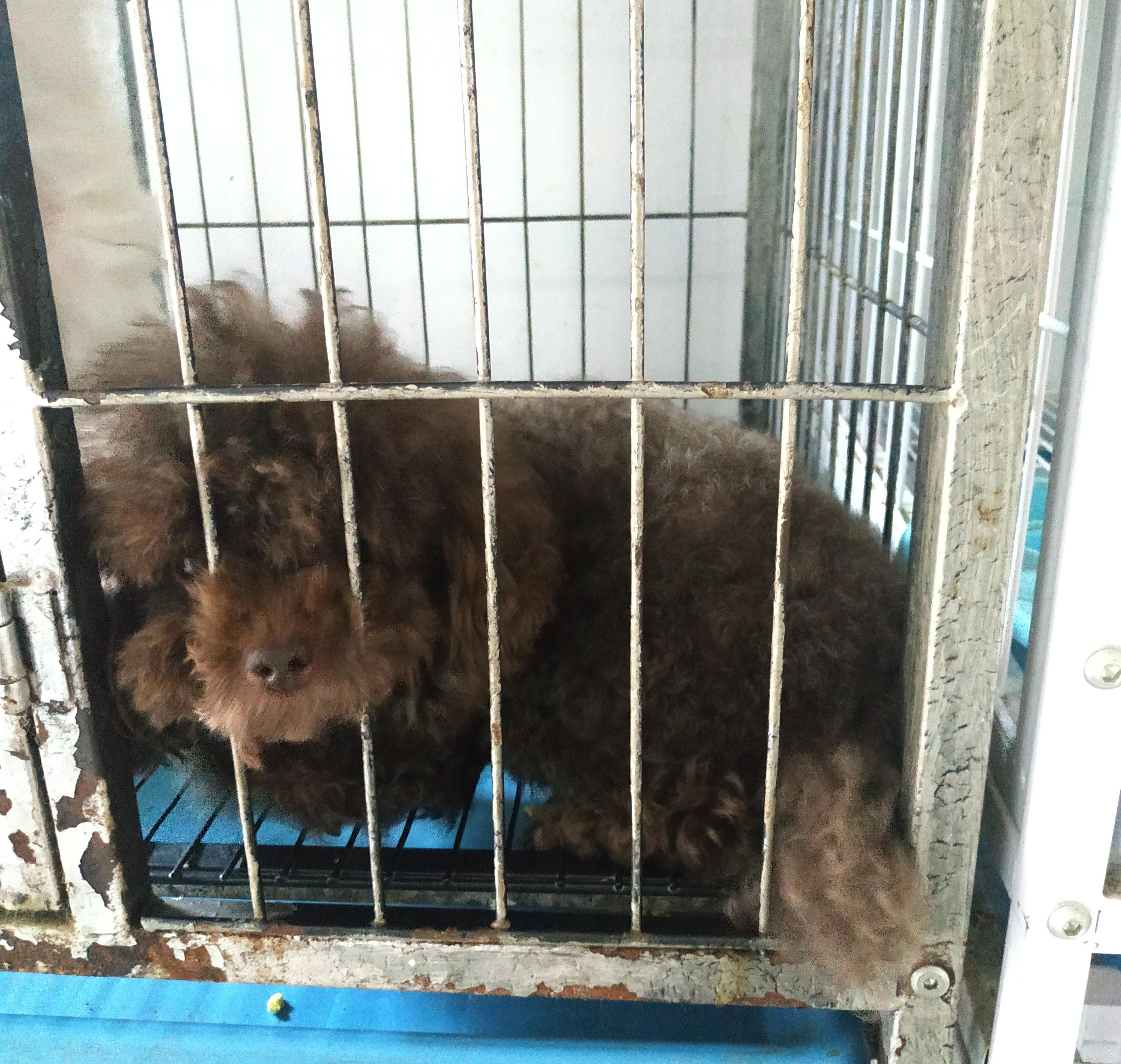 辟谣：狗粮一定比人吃的饭营养高，2块钱一斤的狗粮能有多少营养