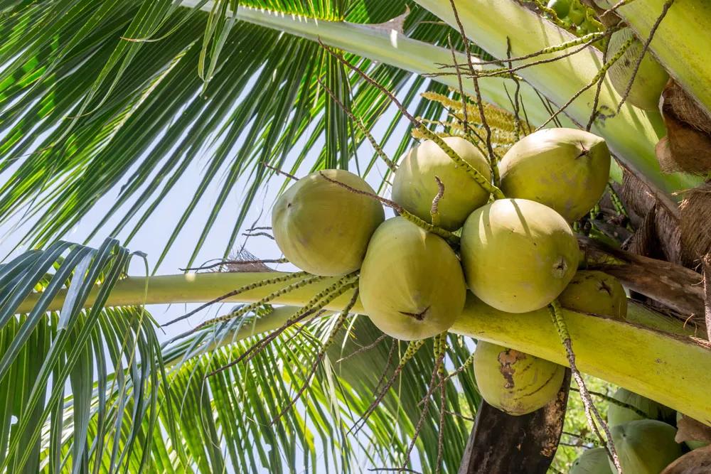 一年四季的时令蔬菜,一年四季的时令水果大全