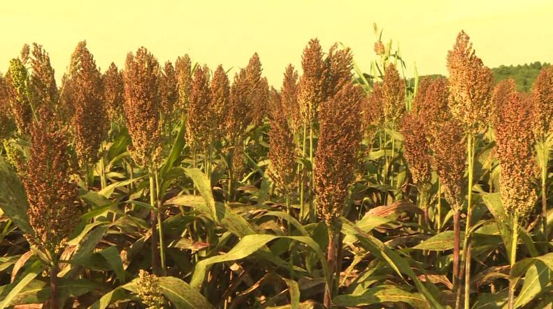 红了!红了!这些天的南充市嘉陵区龙蟠镇真的是“红遍天”了