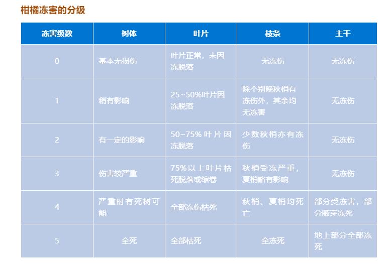 今年哪些地方的柑橘受到冻害,柑桔寒潮