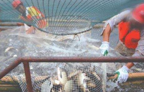 水霉病最快的治疗方法,水霉病治疗最佳方法