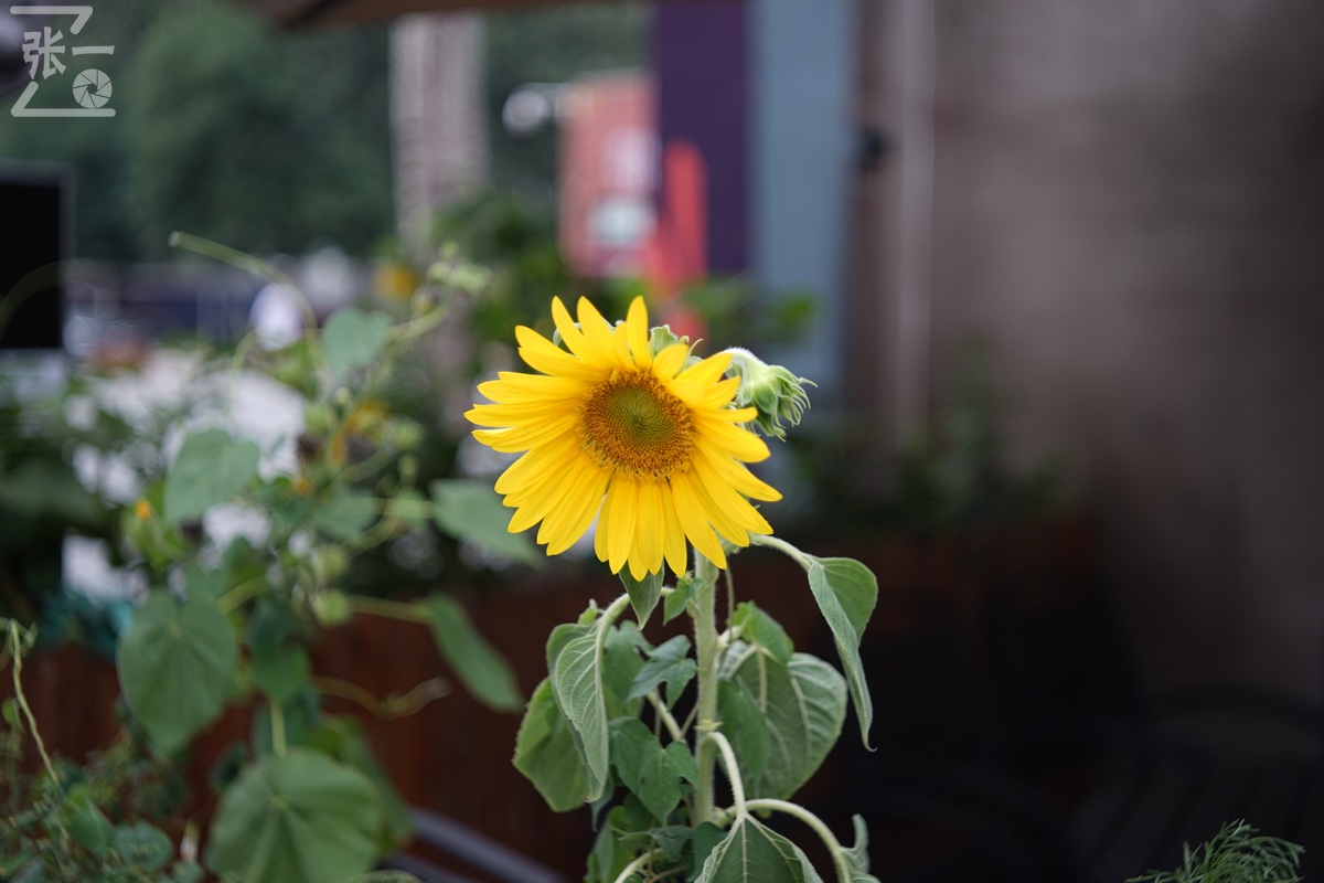 适合索尼a7m4的50定焦镜头测评,索尼a7m4镜头24-105f4测评