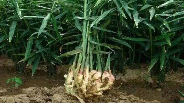 生姜防治姜瘟病的方法,生姜姜瘟病用什么农药防治特效