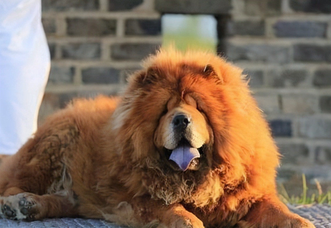 松狮犬的优点与缺点,黑土松狮犬的优点和缺点