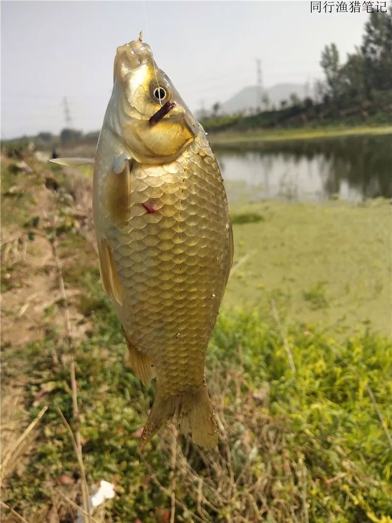 2019钓鲫鱼视频全集,钓鲫鱼的笔记