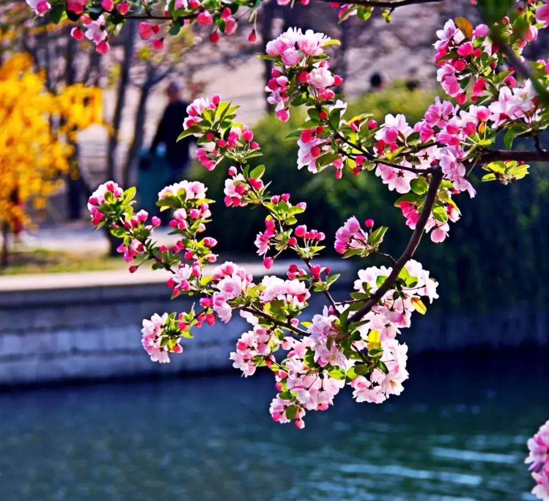 最适合赏花的花,视觉盛宴五种赏花名花供您选择