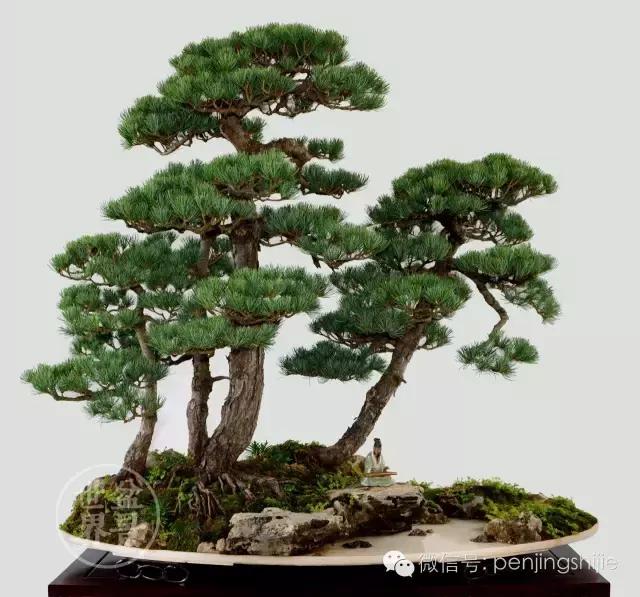 松树盆景经典大片,大斜杆式盆景得金奖作品松树