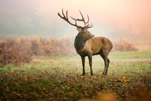头像马图像,头像马身躯像猪