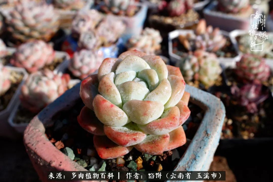 多肉对比图片,多肉对比高清图