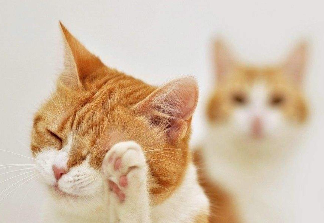 田园猫正宗的华夏喵星人,中华田园猫哪种猫性格好