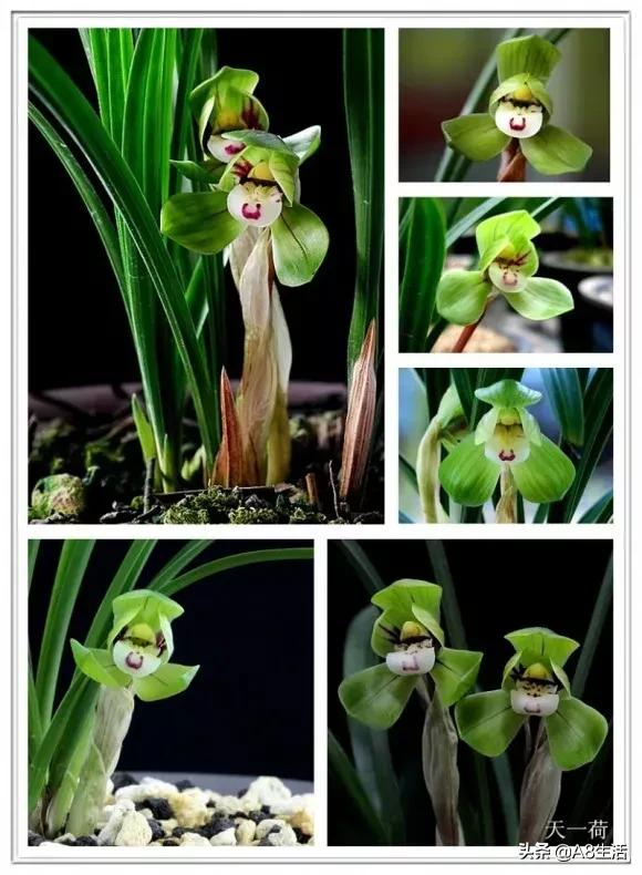 每日一品中国兰花图片,每日一品全文