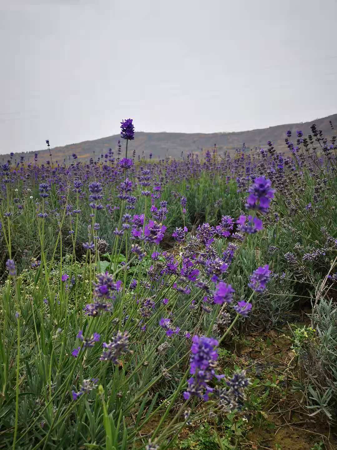 薰衣草真的可以安神助眠吗,衣草精油治失眠的方法