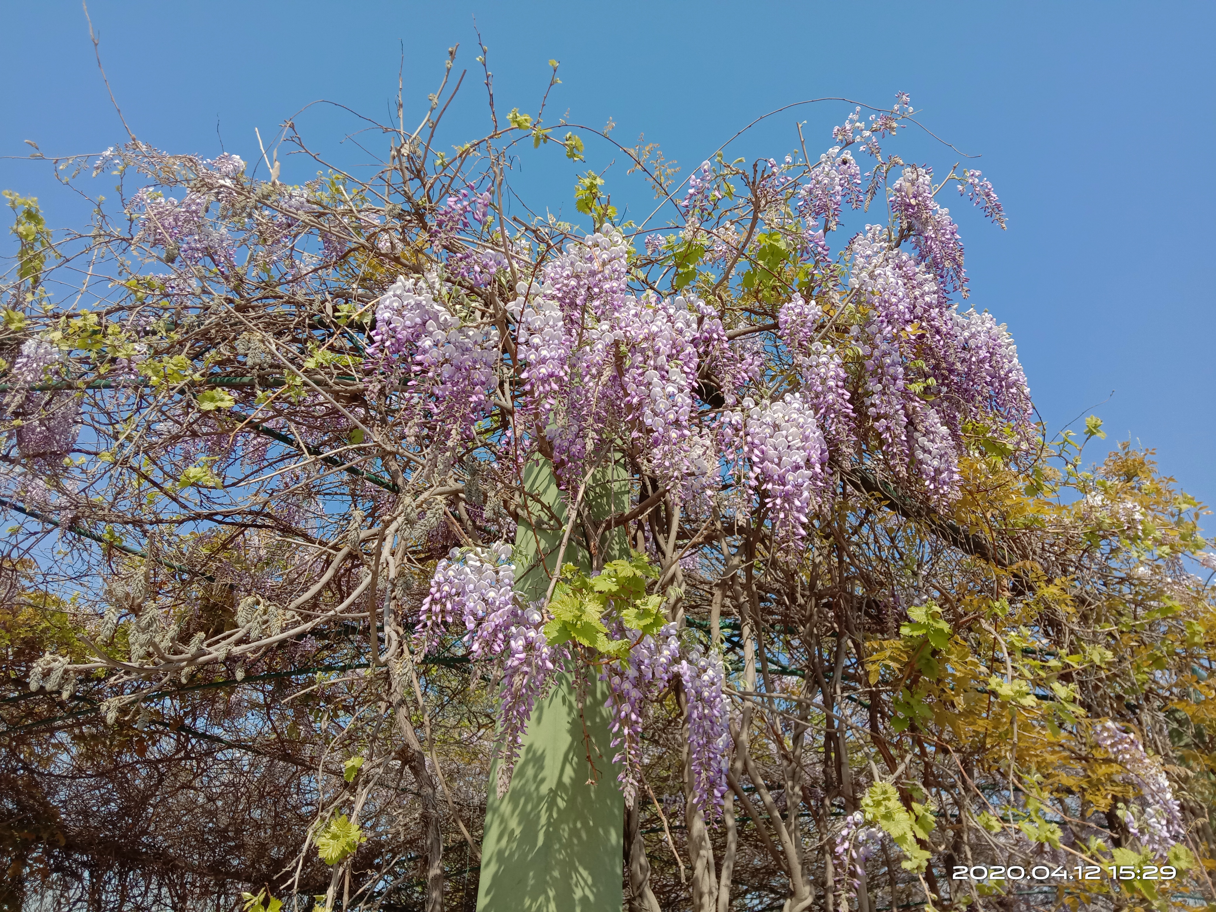 紫藤花和紫藤花的区别,中国紫藤花和日本紫藤花的区别