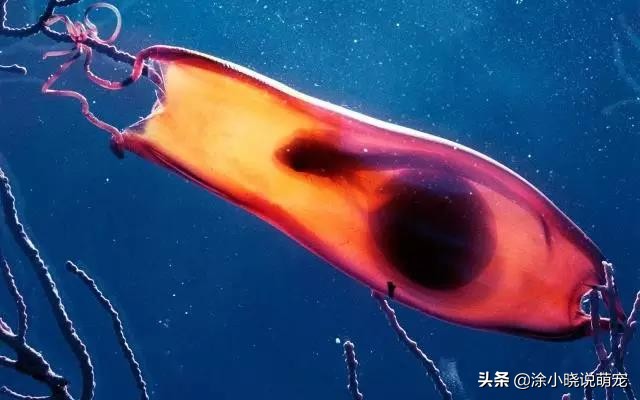 体型凶狠的鲨鱼有哪些,鲨鱼幼崽从蛋出来的全过程