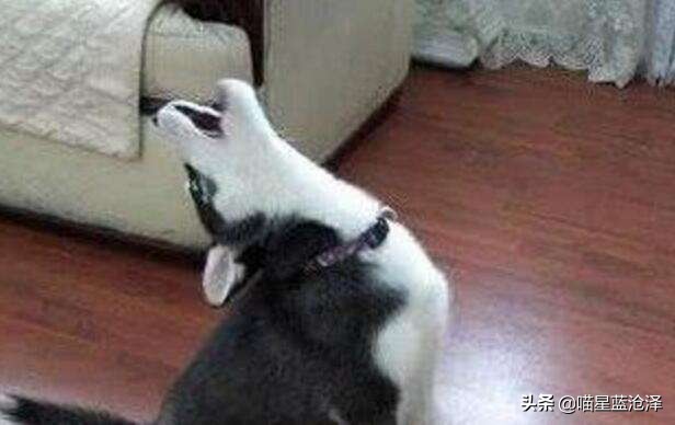 9岁狗狗凌晨4点突然狼嚎,狗狗半夜学狼叫什么意思