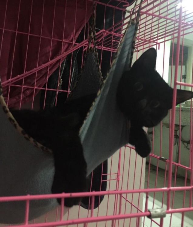 养黑白相间的猫十大禁忌,养纯黑色猫有什么好处