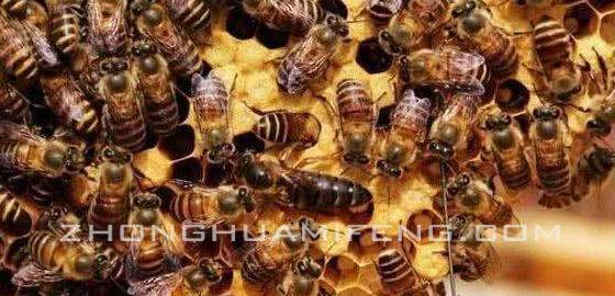 中蜂高效养殖技术,中蜂高效养殖技术视频