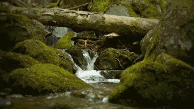 普洱沱茶生茶怎么泡好喝,菊花金银花茶怎么泡好喝