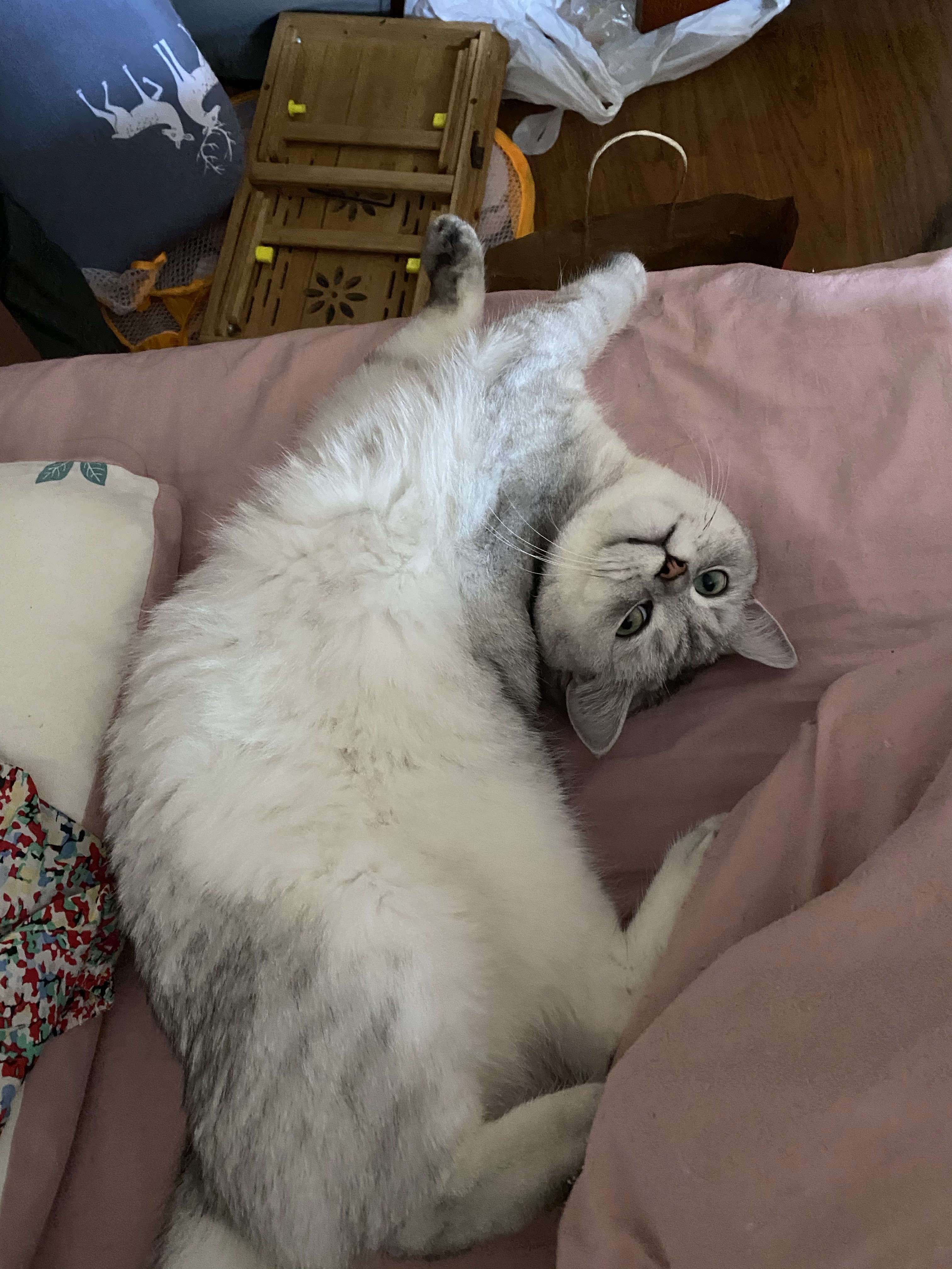 布偶猫根据情况会做出怎样的反应,小预算买布偶猫