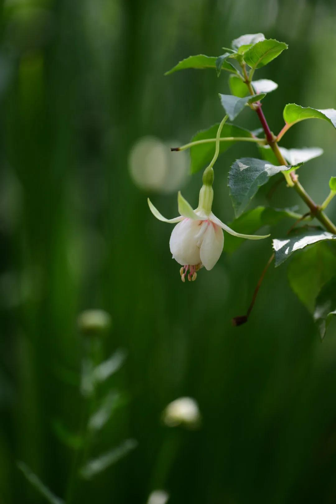 阳台照不到太阳可以种迷迭香,阳台晒不到太阳可以种黄瓜吗