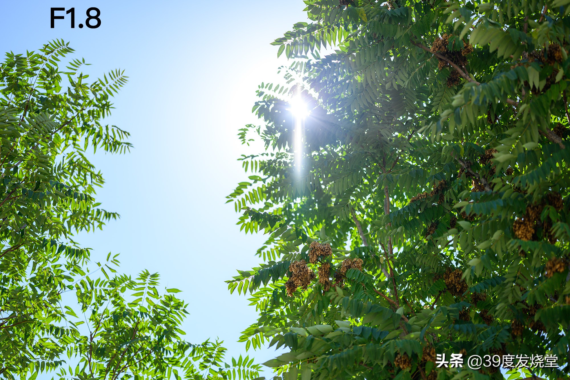 这5000元真值了!尼康Z85mmf/1.8轻量化人像镜头评测