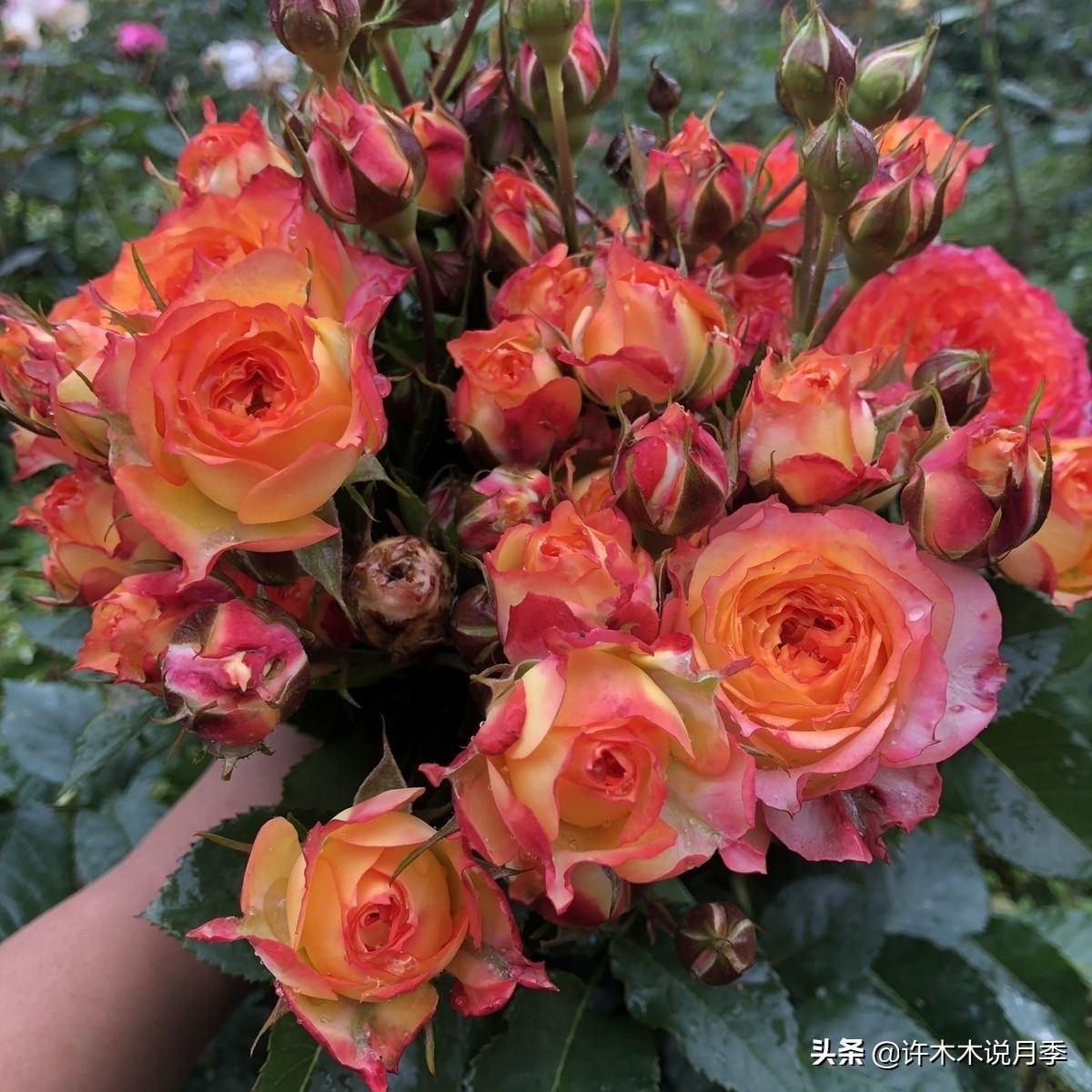 切花大全100种,鲜花大全50种花的花语