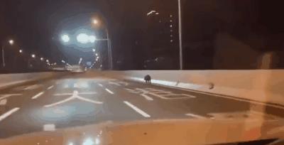 海豚“杰克”在暗礁海域为船只引航41年，爱让我们更懂得善待生命