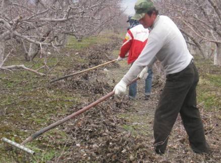 这个果树修剪口诀你一定要记住,果树清园用哪些农药好呢