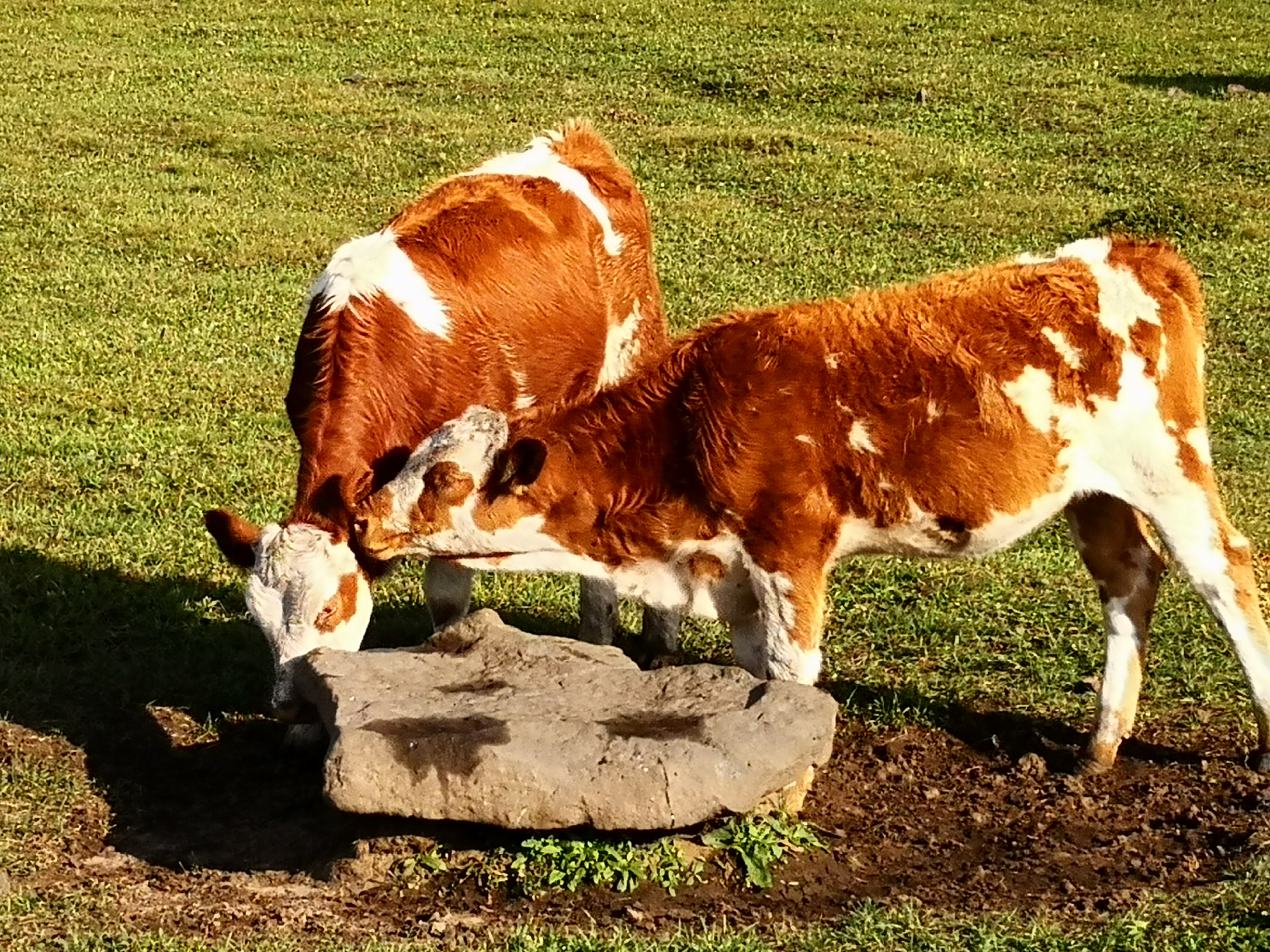 红松洼和乌兰布统哪个好,乌兰布统坝上草原旅游攻略