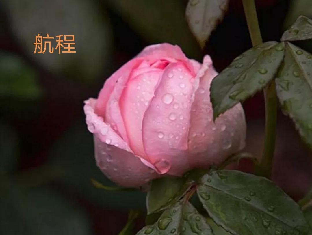 切花火焰月季的优缺点,常见切花月季一览