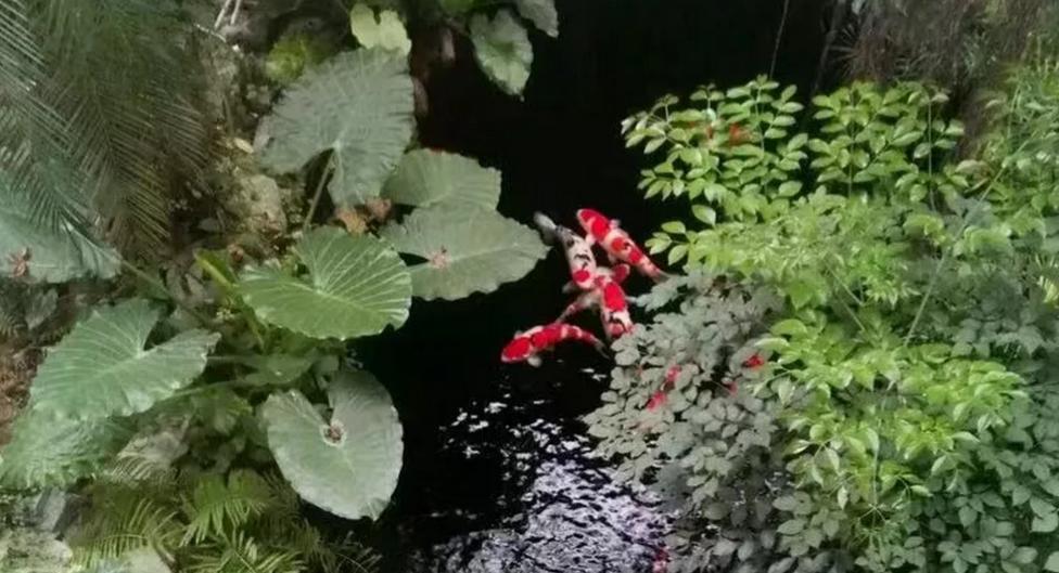 平！安！夜！关于硝化细菌最详细的贴子，需要你来点赞！