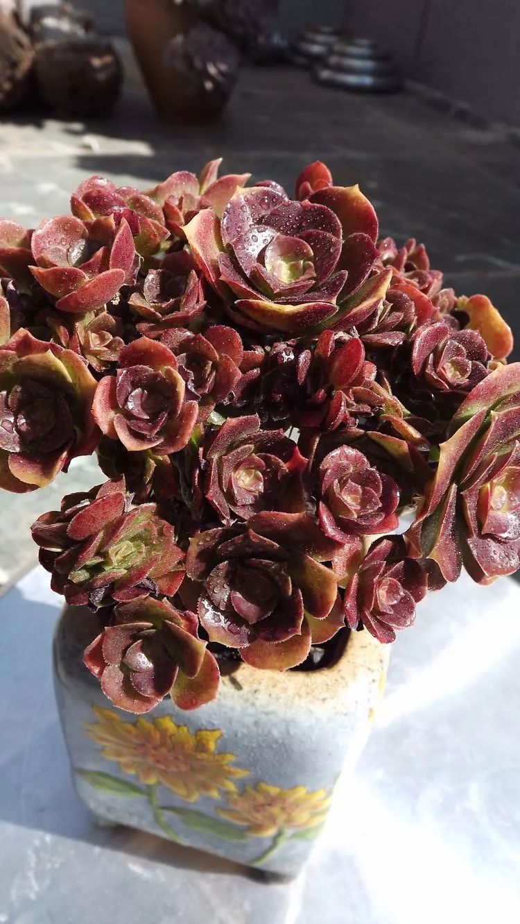 爱机车,爱多肉,宝妈花姐的诗和远方