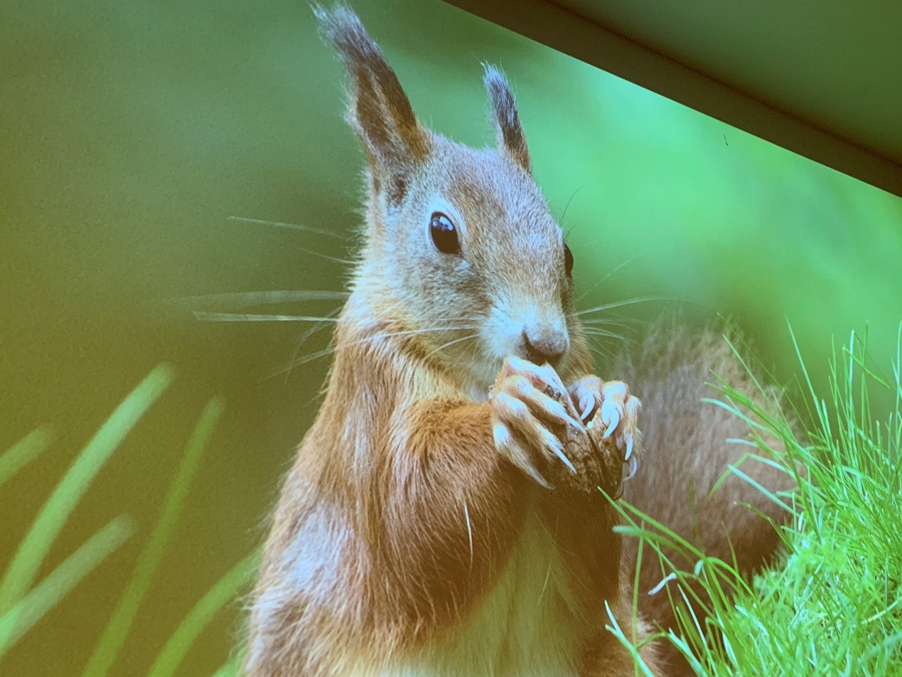 坚果x3投影,坚果4k超高清投影仪效果