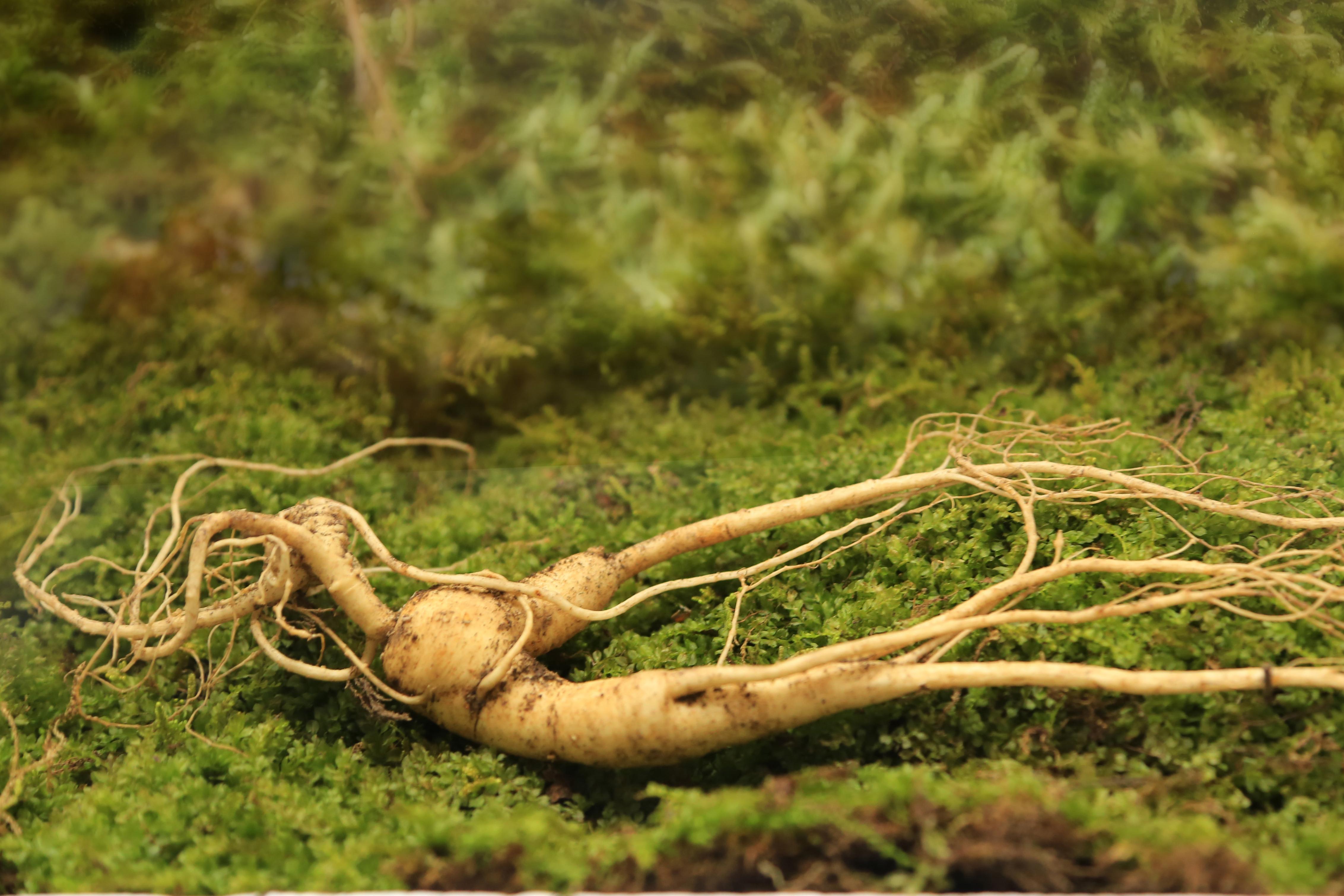 千年的人参修炼成精,神话千年人参成精