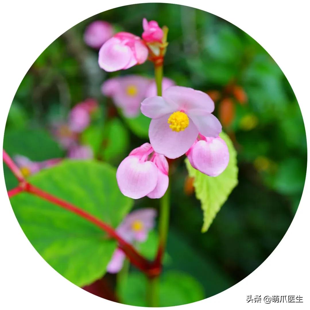 家有萌猫，千万别养这些花草！！