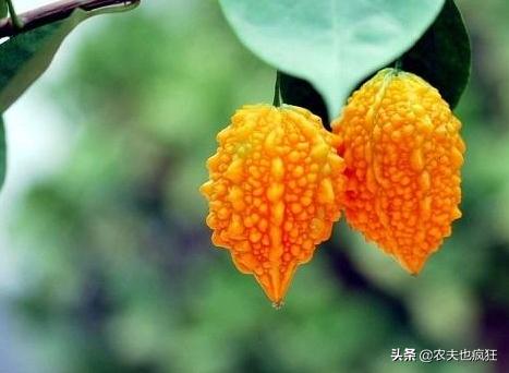 长得像熟了的苦瓜水果,长得像小苦瓜的东西是什么东西