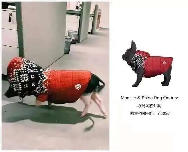 狗生巅峰！陈伟霆家狗狗被抱着睡住湖景豪宅，宋茜家宠物猪更时髦