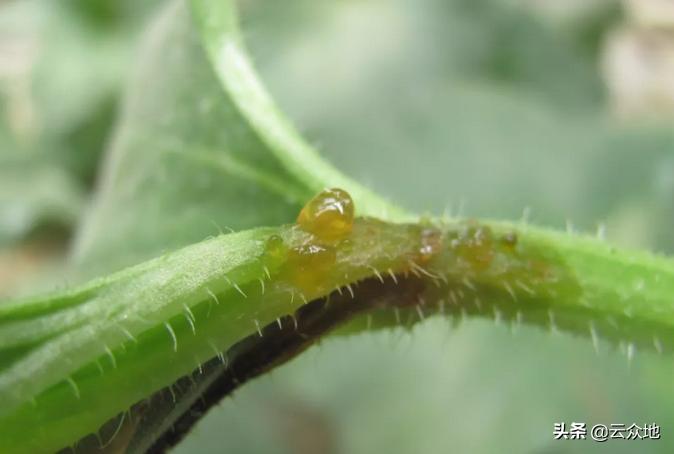 黄瓜流胶病怎么防治,黄瓜流胶病图片及防治办法
