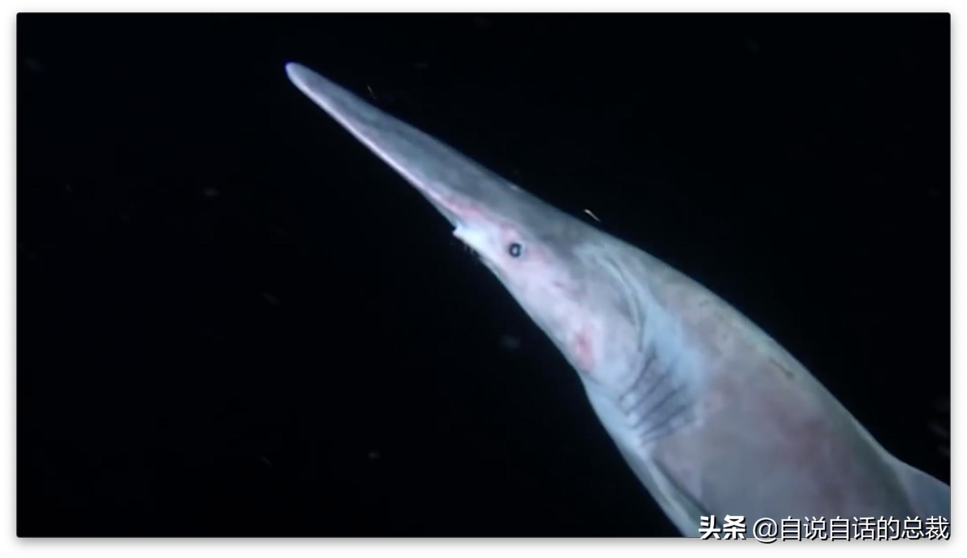 美国探测深海潜艇失踪事件,美国海神号发现了什么