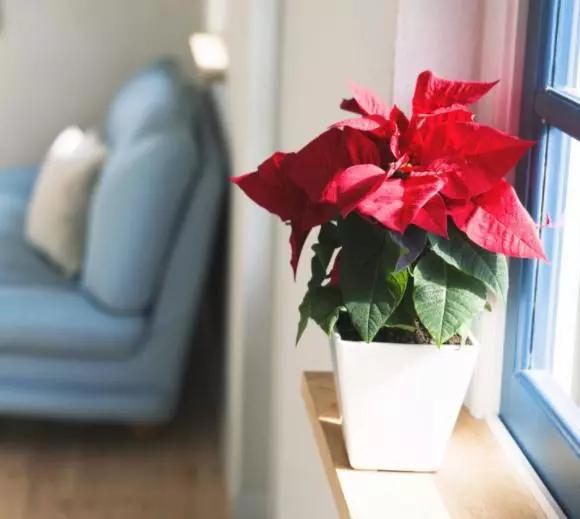 养花烂根黄叶用什么药,养花烂根最常见