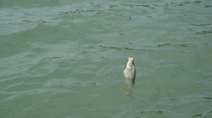 鱼线产品介绍,鱼线外包装