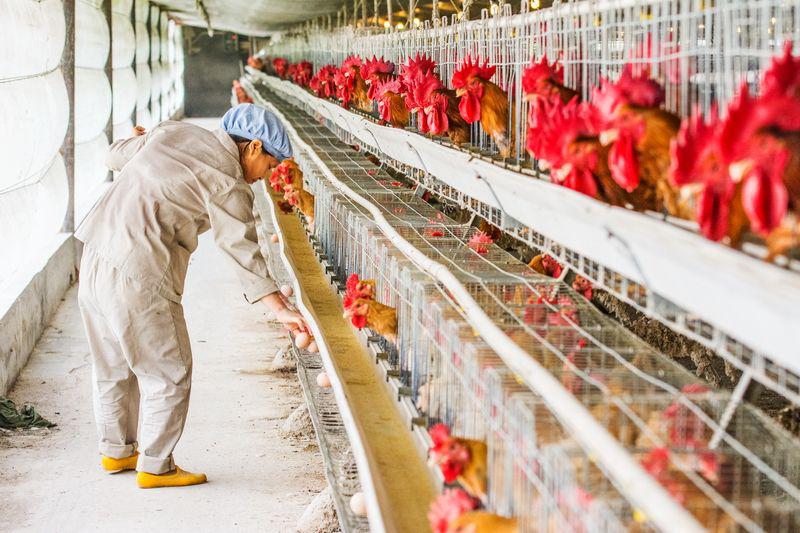 鸡舍空气能采暖真实费用,空气能养鸡场