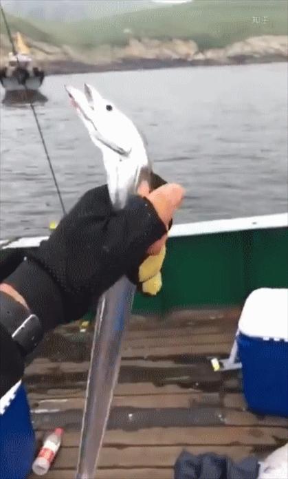 为过收费站,浙江一司机生吃带鱼证新鲜,带鱼真的一出水就死?