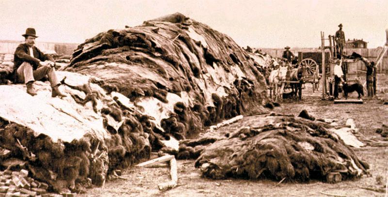 美洲野牛曾被“折腾”到濒临灭绝,北美野牛灭亡了吗