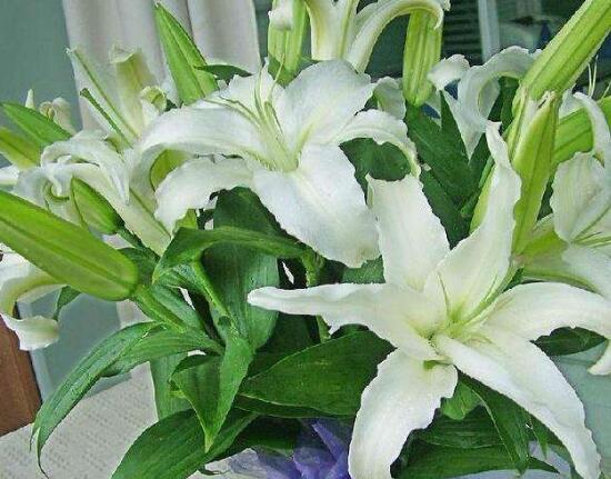 百合花放在卧室对身体有害吗,百合花有毒吗可以放室内吗