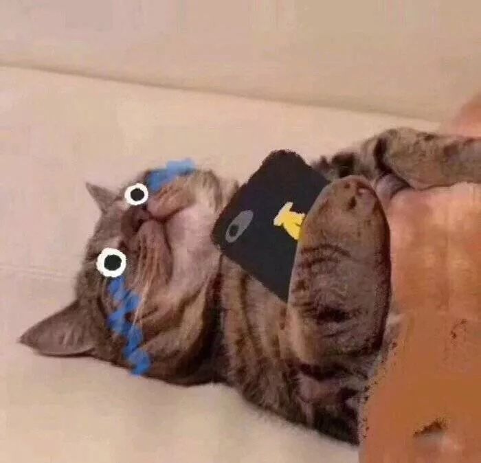 360度“云吸猫”？日本这家猫咪商店简直爱了